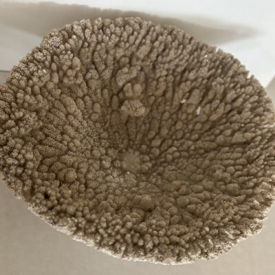 Vintage Table Coral - Acropora Hyacinthus