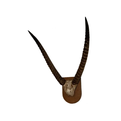 Plaque Mounted Gazelle Horns