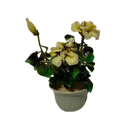 Chinese Lucky Jade Tree