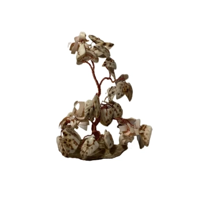 Spotted Shell Bonsai Tree